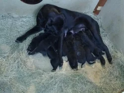 Štěňata CANE CORSO