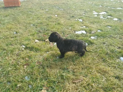 Štěňata CANE CORSO