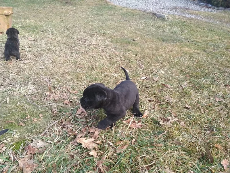 Štěňata CANE CORSO