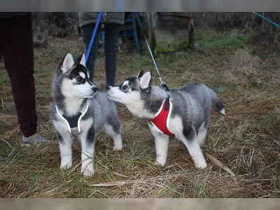 Sibírsky husky, hasky šteniatka