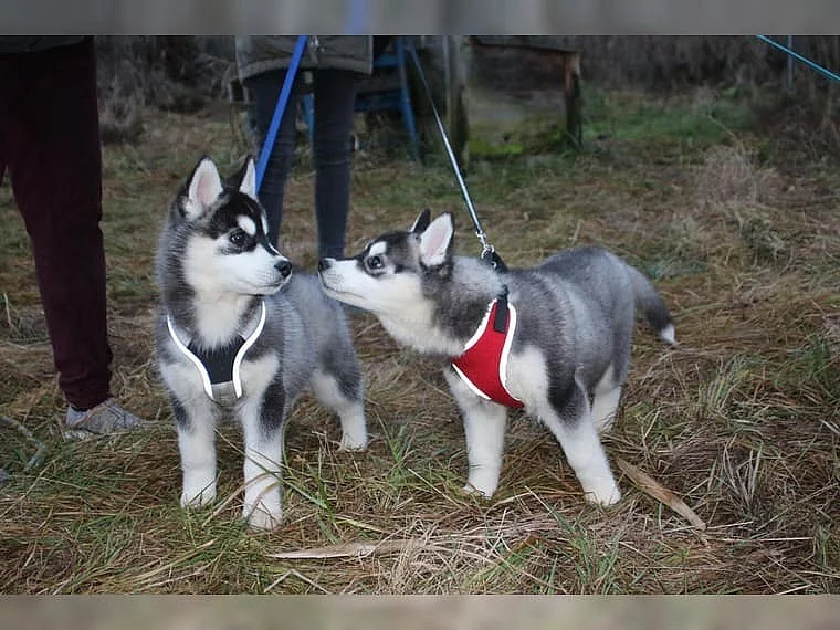 Sibírsky husky, hasky šteniatka