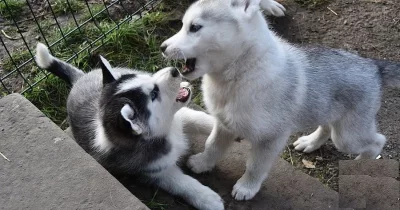 Nádherná štěňátka husky vlčího