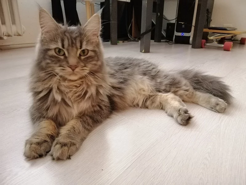 Hledá se kocour ke krytí