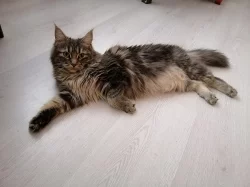 Hledá se kocour ke krytí