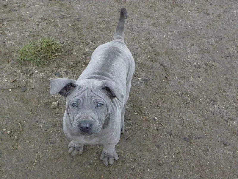 Thailand ridgeback