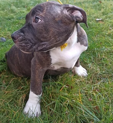 American bully s PP/ TOP cena!!!