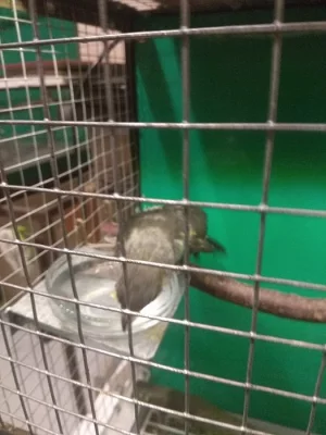pap.žlutotemený mayeri 0.1
