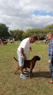Německý BOXER