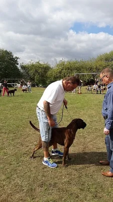 Německý BOXER