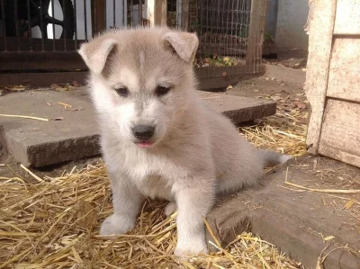 ACA Sibiřský husky