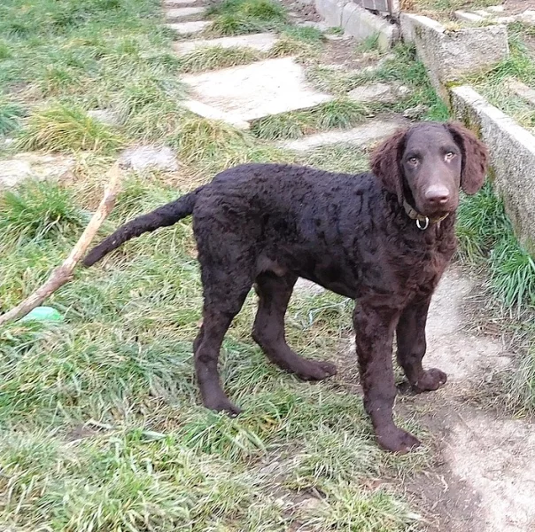 Curly coated retriever s PP