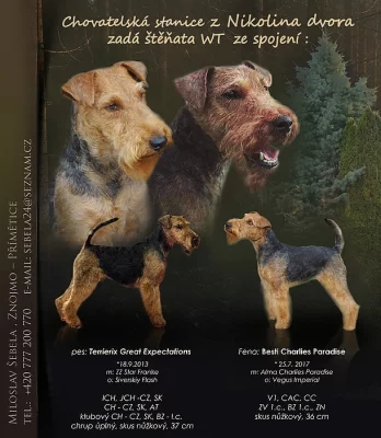 Prodám štěňata Welšteriéra