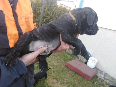 Štěňata Cane Corso