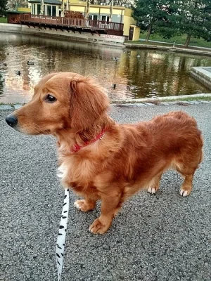 Klaudie