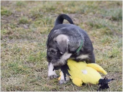 Štěně knírače středního pepř a sůl