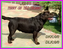 Čokoládový labrador