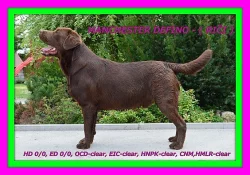 Čokoládový labrador