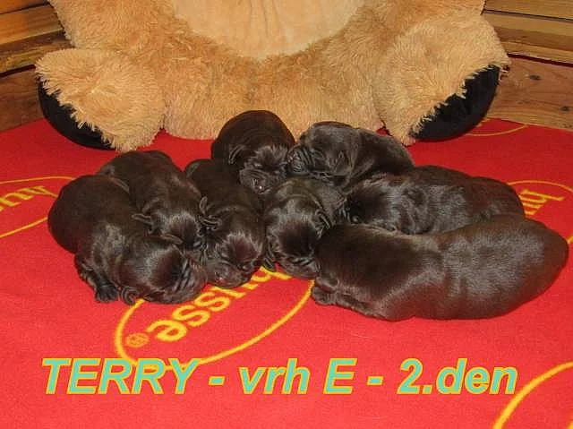 Čokoládový labrador