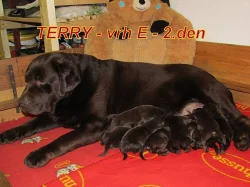 Čokoládový labrador