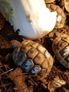 Starší suchozemské želvy