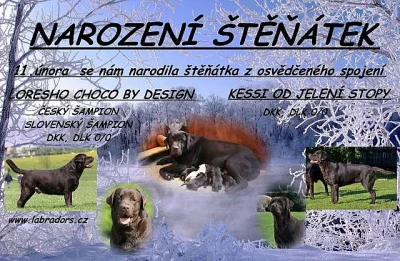 Čokoládová štěňátka