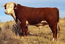 Prodám plemenného býka hereford