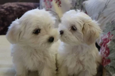 Maltese Puppies 2 Little