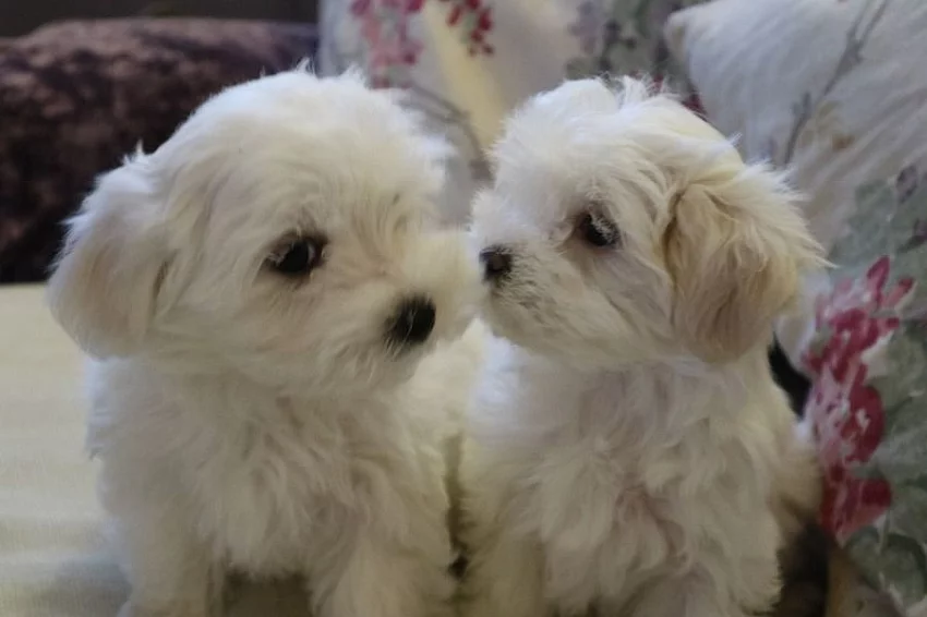 Maltese Puppies 2 Little