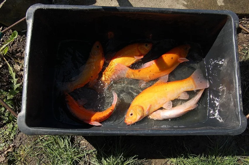 Prodám zlaté líny