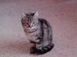 Kříženci britské kočky hledají domov