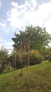 Daruji 9 měsíčního kocourka