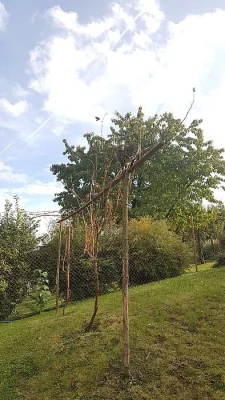 Daruji 9 měsíčního kocourka