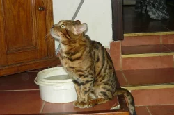 bengálský leopardí kocour na krytí