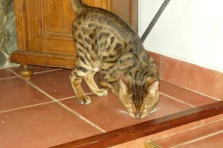 bengálský leopardí kocour na krytí