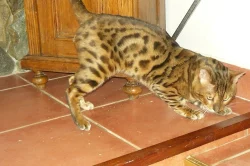 bengálský leopardí kocour na krytí