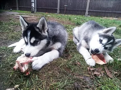 Sibiřský husky štěňata s PP