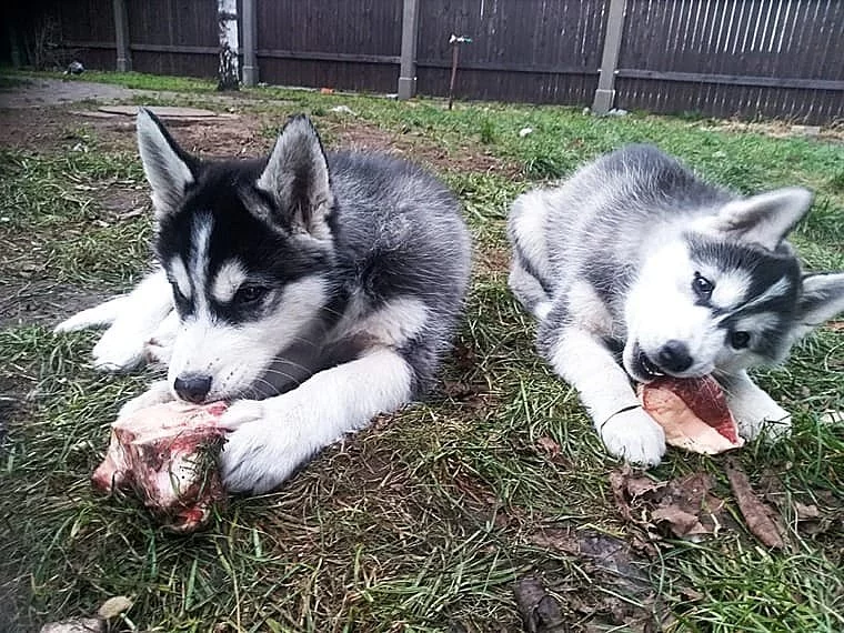 Sibiřský husky štěňata s PP