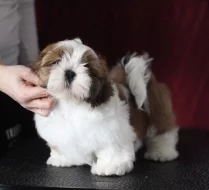Štěňátka Shih-tzu s PP(shi-tzu,shihtzu)
