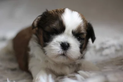 Štěňátka Shih-tzu s PP(shi-tzu,shihtzu)