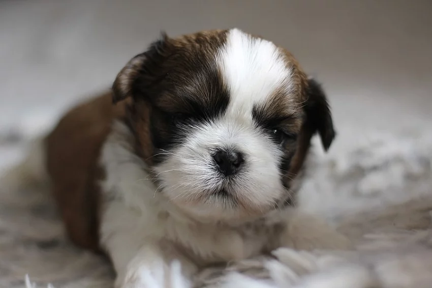 Štěňátka Shih-tzu s PP(shi-tzu,shihtzu)