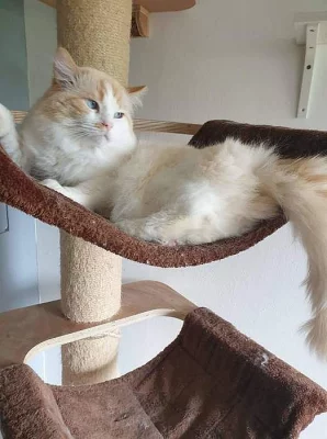 Ragdoll ke krytí.