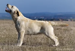 Štěňátka labradorů