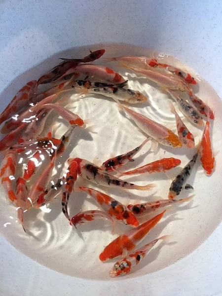 Jezírko ryby a Trofejní jeseteři