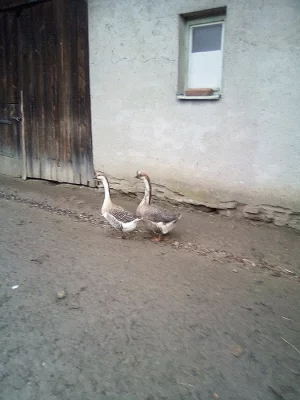 Prodám
