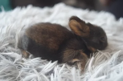 Zakrslí králíci odběr na začátku června