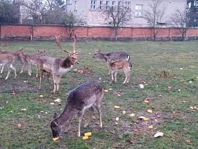 Daňci