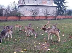 Daňci