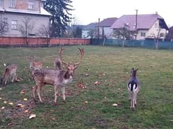 Daňci