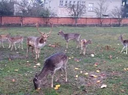 Daňci