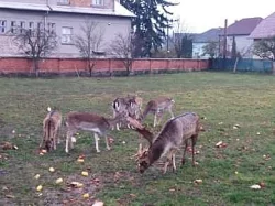 Daňci
